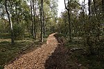 New moor path in the Fürstenauer Heide.jpg