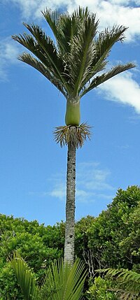 Vignette pour Rhopalostylis sapida