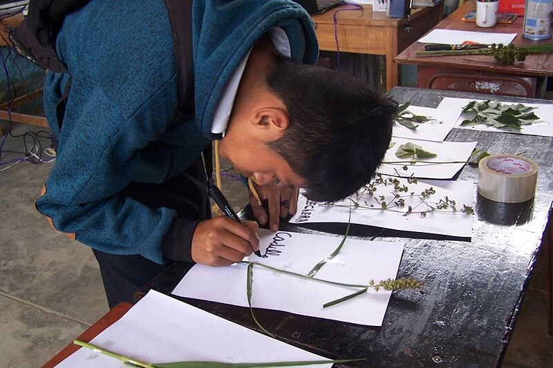 File:Nivín. Estudiante registra información para un estudio de diferentes especies vegetales.jpg