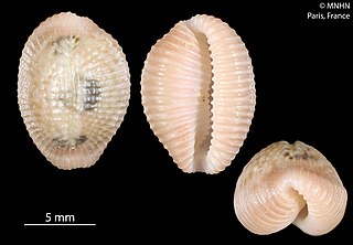 <i>Niveria harriettae</i> Species of gastropod