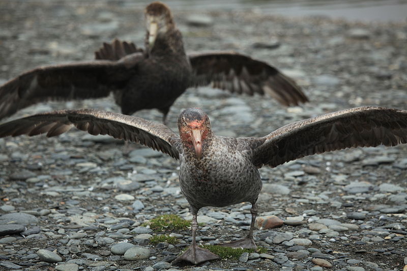 File:Northern Giant Petrel with its face covered in blood from lunch (5724572057).jpg