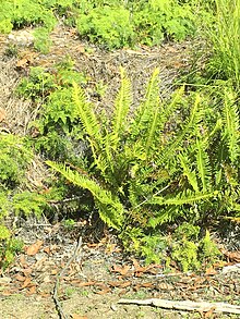 While it grows well in full shade, the fishbone waterfern will thrive in areas of full sun if enough water is available. Nudum2.jpg