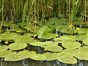 Nuphar lutea