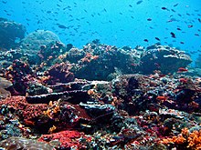 Coral reef at Nusa Lembongan, Bali, Indonesia Nusa Lembongan Reef.jpg