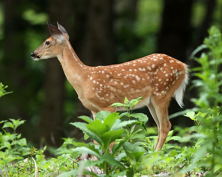 File:Odocoileus virginianus fawn, Owen Conservation Park, Madison, Wisconsin.jpg