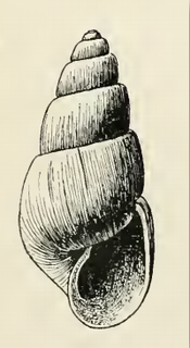 <i>Odostomia farallonensis</i> Species of gastropod