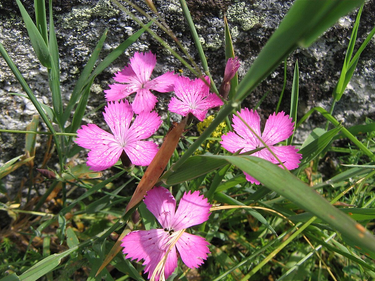 Dianthus nardiformis