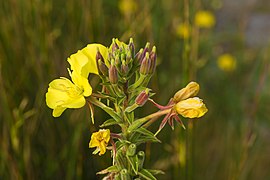 Oenothera biennis (common evening primrose)