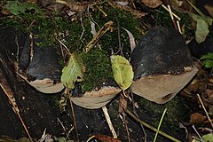 Ohňovec topolový (Phellinus populicola).JPG