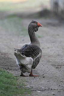 Toulouse goose Breed of goose