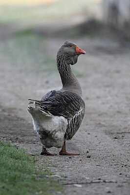 Toulouse gans