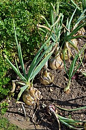 Type species: Allium cepa Oignons-FR-2013.jpg