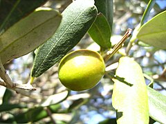 Hojiblanca olive.JPG