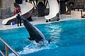 * Nomination One of the last captivated Dolphins of Canada (by Fabian Roudra Baroi) --Wasiul Bahar 19:17, 13 December 2022 (UTC) * Decline  Oppose timing --Charlesjsharp 23:04, 17 December 2022 (UTC)