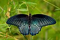 * Nomination Open wing Basking posture of Papilio memnon Linnaeus, 1758 - Great Mormon (Male) (by Sandipoutsider) --Atudu 13:29, 12 May 2022 (UTC) * Promotion  Support OK quality. --Charlesjsharp 14:31, 12 May 2022 (UTC)