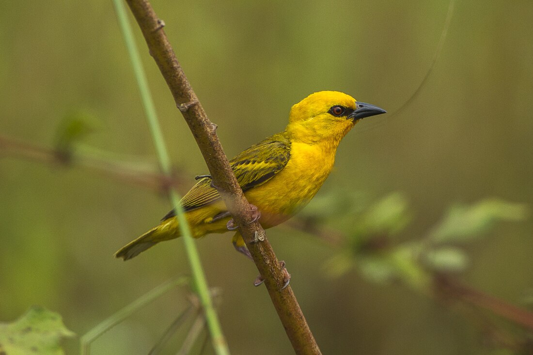 Orange weaver