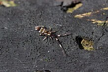 Orchesella flavescens (36004189606).jpg