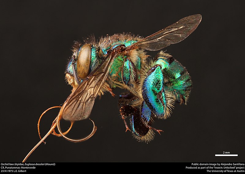 File:Orchid bee (Apidae, Euglossa dressleri (Moure)) (36112349274).jpg