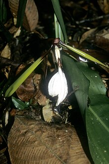 Orchidantha fimbriata 1.jpg