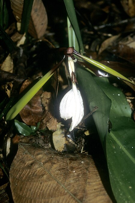 Orchidantha fimbriata