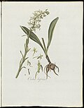 Orchis bifolia (modern=Platanthera bifolia) (Plate 0225)