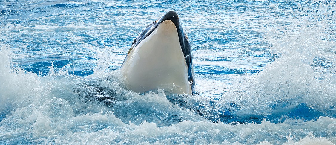 :FILE:Orcinus_orca_-_Loro_Parque_01.jpg