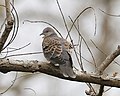 Oriental Turtle-Dove (Streptopelia orientalis) - Flickr - Lip Kee.jpg