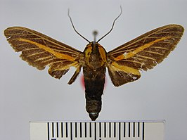 Ormetica guapisa