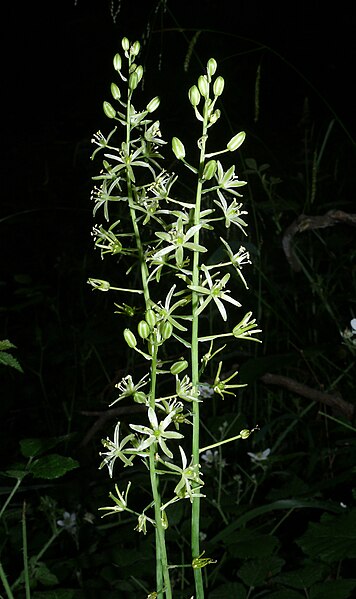 File:Ornithogalum pyrenaicum 140608a.jpg