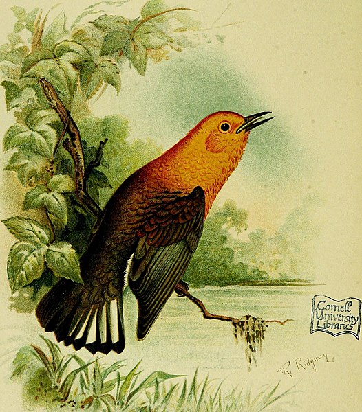 File:Our native birds of song and beauty, being a complete history of all the songbirds, flycatchers, hummingbirds, swifts, goatsuckers, woodpeckers, kingfishers, trogons, cuckoos, and parrots, of North (14750547232).jpg