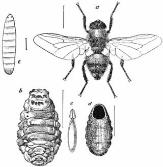 <span class="mw-page-title-main">Hypodermatinae</span> Subfamily of flies