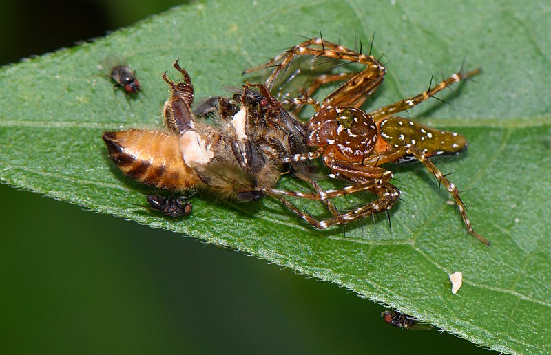 File:Oxyopus-ramosus-on-prey.jpg