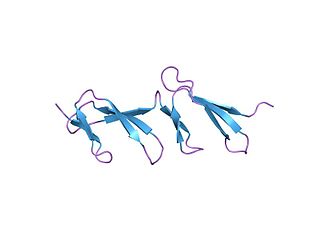 <span class="mw-page-title-main">Fibronectin type I domain</span>