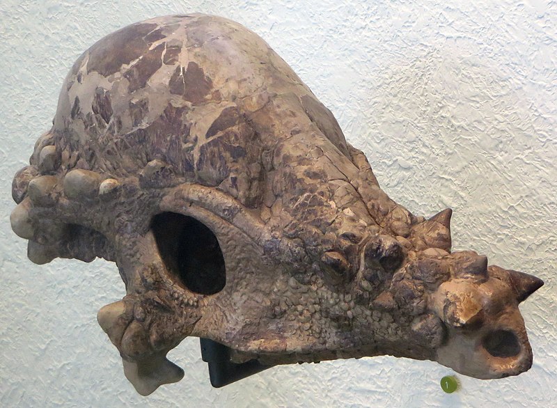 File:Pachycephalosaur Skull (AMNH 1696).jpg