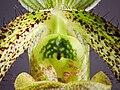 Paphiopedilum wardii Staminodium