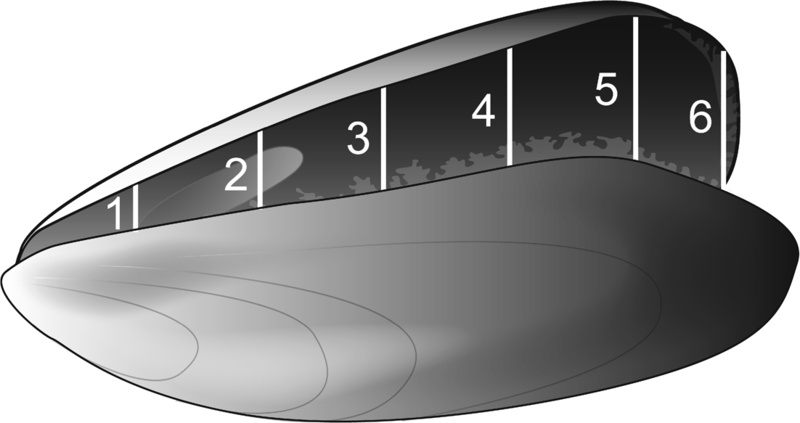 File:Parasite140113-fig2 Pea crab Nepinnotheres novaezelandiae in mussel.png