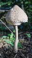 * Nomination Parasol mushroom (Macrolepiota procera) in Domaine du Bois de Roly (Philippeville, Belgium) --Trougnouf 04:23, 23 December 2023 (UTC) * Promotion  Support Good quality. A little bit noisy. --XRay 05:27, 23 December 2023 (UTC) Note: Blue halo around the mushroom.--Agnes Monkelbaan 05:34, 23 December 2023 (UTC)  Done Thank you for your feedback :) I've applied stronger denoising and CA removal around the mushroom's edges. --Trougnouf 22:29, 23 December 2023 (UTC)