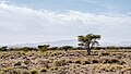 * Nomeação landscape of Acacia tortilis subsp. raddiana at Bouhedma national park. By User:Jamila Bouayed --TOUMOU 00:09, 28 May 2024 (UTC) * Promoção Good quality. --The Cosmonaut 00:42, 28 May 2024 (UTC)