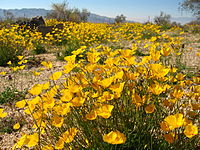 Eschscholzia parishii