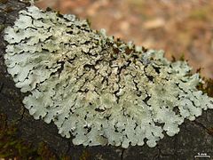 Parmelia hygrophila: fotografijŏ