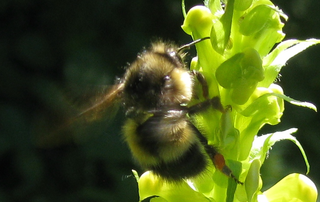 <i>Bombus flavifrons</i> species of insect