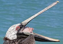 A brown pelican opening mouth and inflating air sac to display tongue and some inner bill anatomy Pelican-Gaping-Aruba.JPG