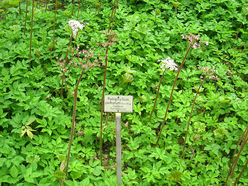 File:Peltiphyllum peltatum - Berlin Botanical Garden - IMG 8635.JPG