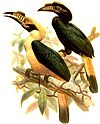 Penelopides mindorensis.jpg