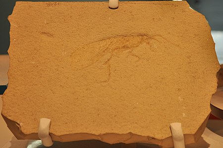 Perot Museum of Nature and Science - Jurassic grasshopper fossil 01.jpg