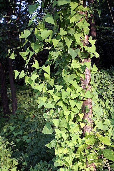 File:Persicaria perfoliata 5.JPG