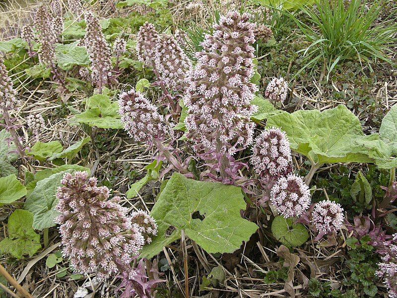 File:Petasites-hybridus hg.jpg