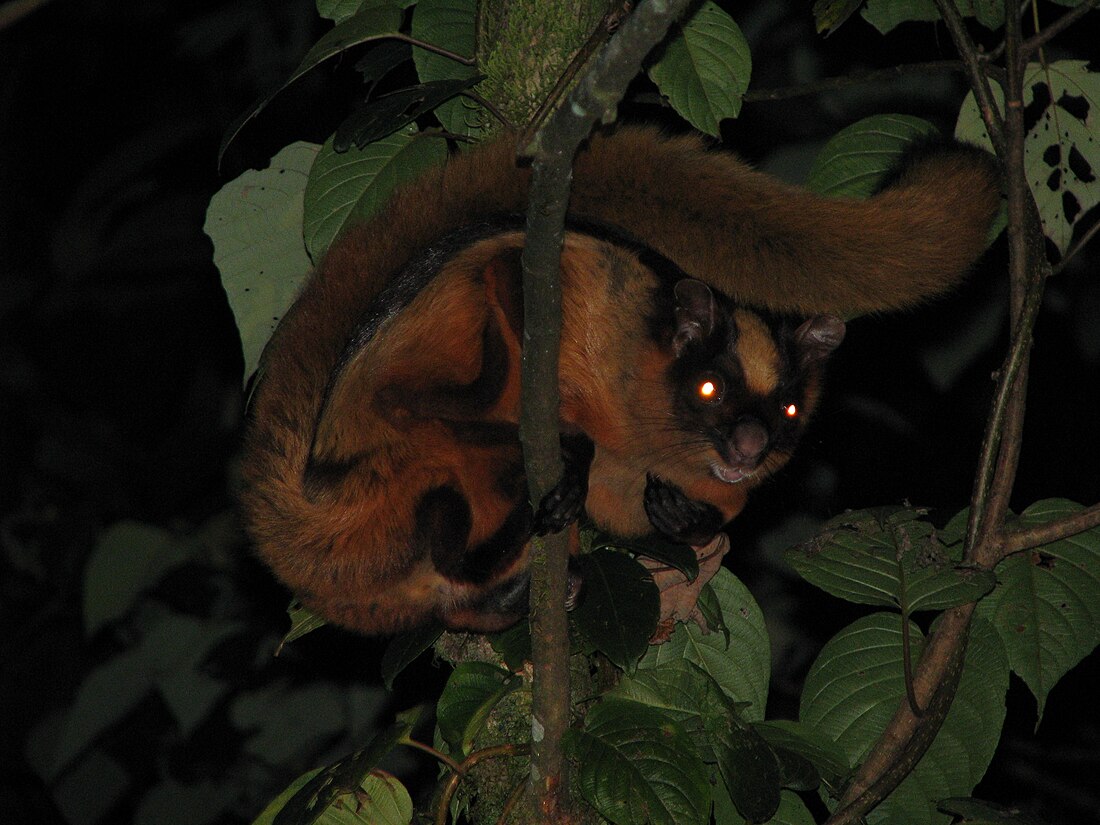 Esquirol volador de Bhutan