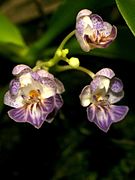 Phalaenopsis appendiculata Orchi 035.jpg