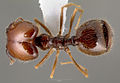 Pheidole psammophila casent0005767 dorsal 1. jpg